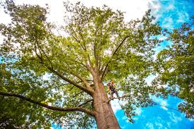 Why Choose Our Tree Removal Services in Clancy, MT?