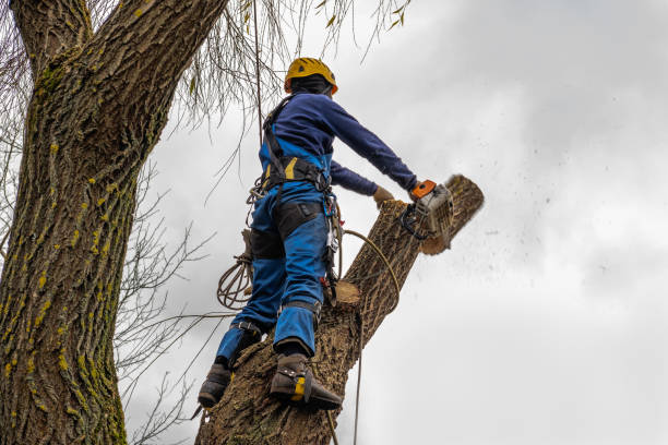 Best Tree Removal  in Clancy, MT