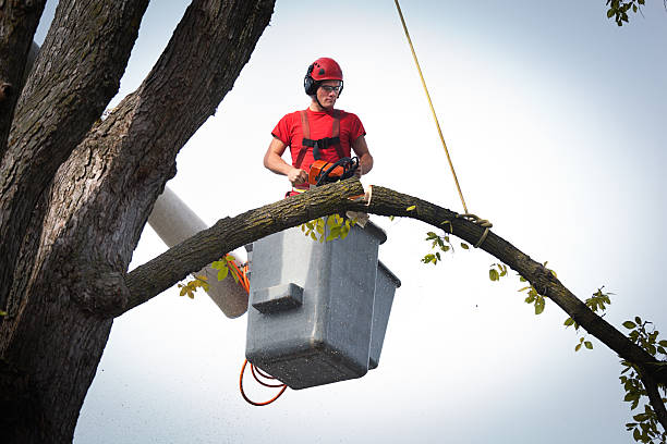 Best Palm Tree Trimming  in Clancy, MT