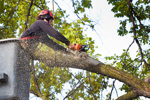 Professional  Tree Services in Clancy, MT